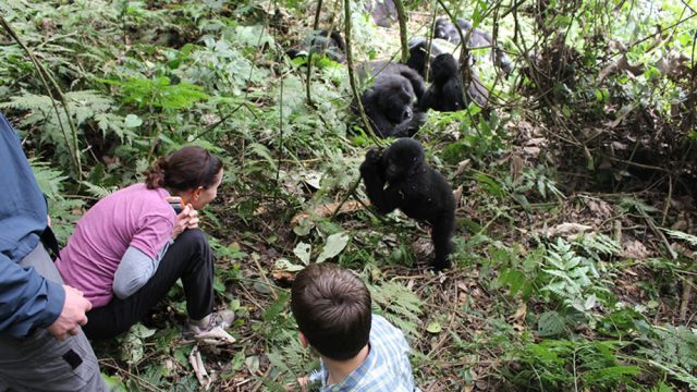 gorilla-trekking-in-bwindi-forest