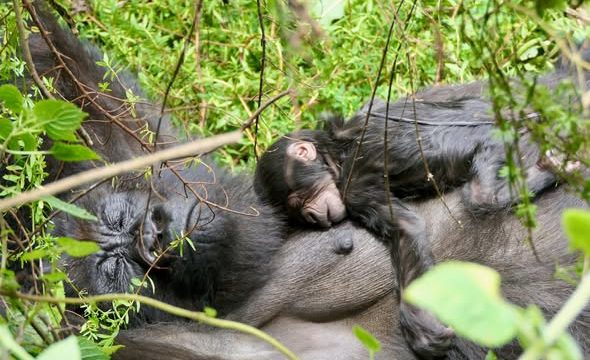 teta-gorilla-group-uganda