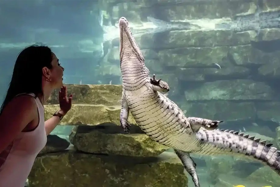 dubai-crocodile-park-adventure