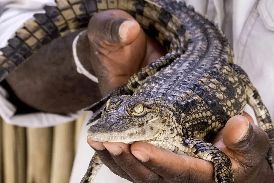 dubai-crocodile-park-entry