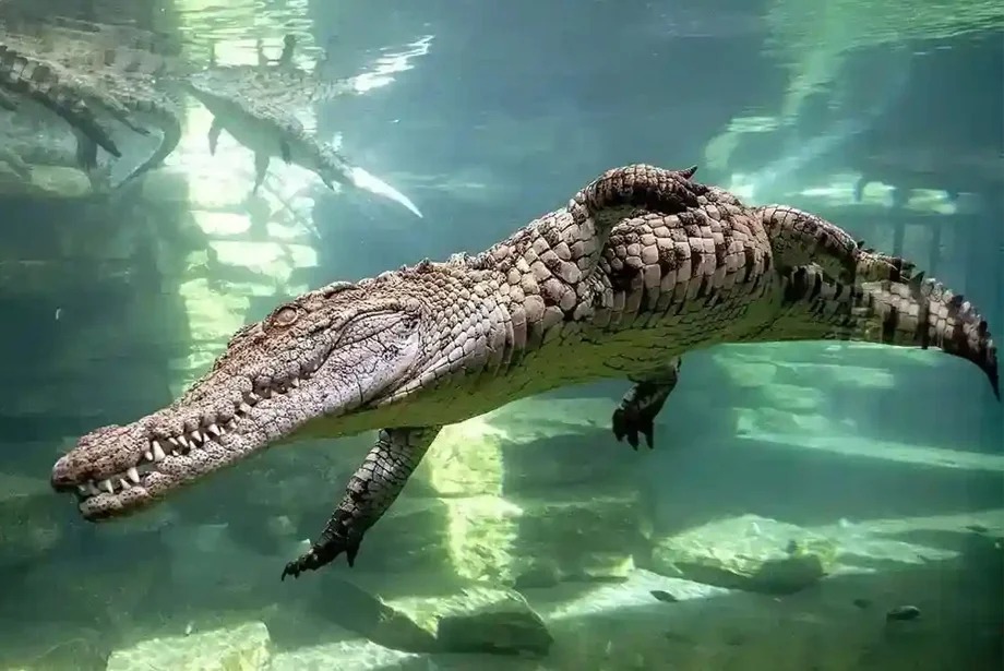 dubai-crocodile-park-ticket