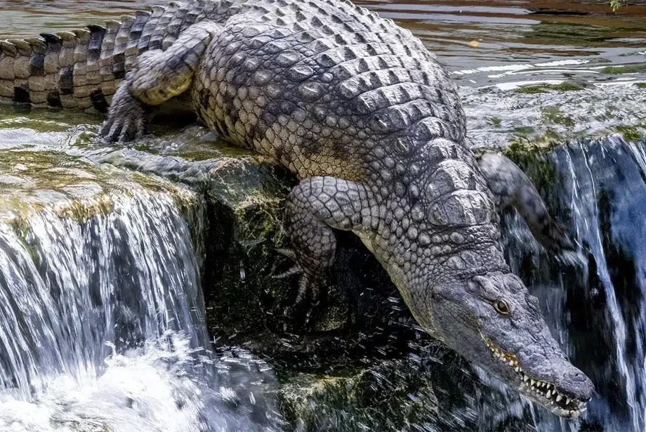 dubai-crocodile-park-tour