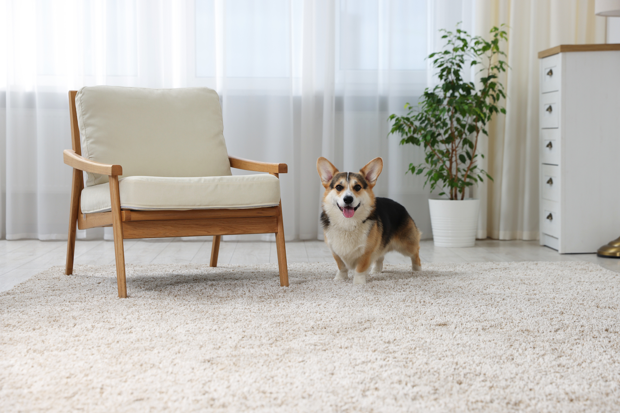 happy-pembroke-welsh-corgi-in-a-living-room-2026-03-20-04-15-29-utc