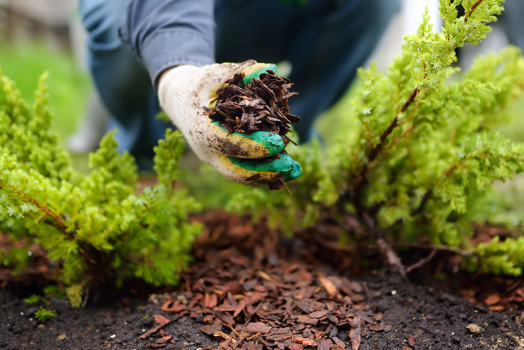 mulching-melbourne