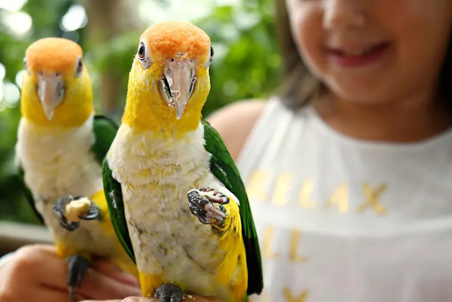 the-green-planet-dubai-ticket