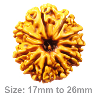 10-Mukhi-Rudraksha