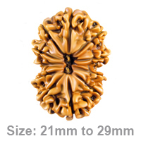 11-Mukhi-Rudraksha