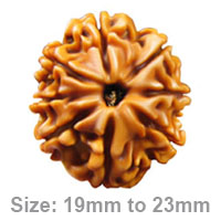 8-Mukhi-Rudraksha