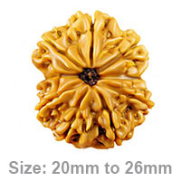 9-Mukhi-Rudraksha