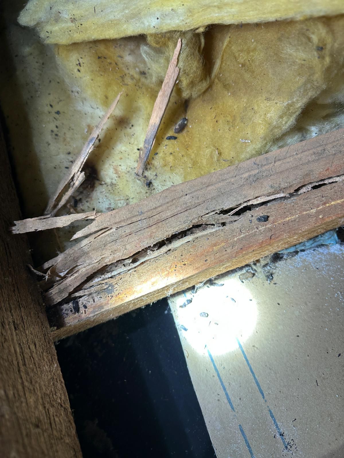 Building-and-Pest-Inspection-near-me