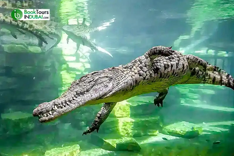 Crocodile-under-the-water