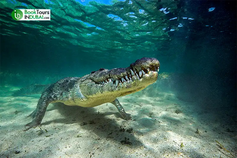 Crocodile-walking-under-the-water