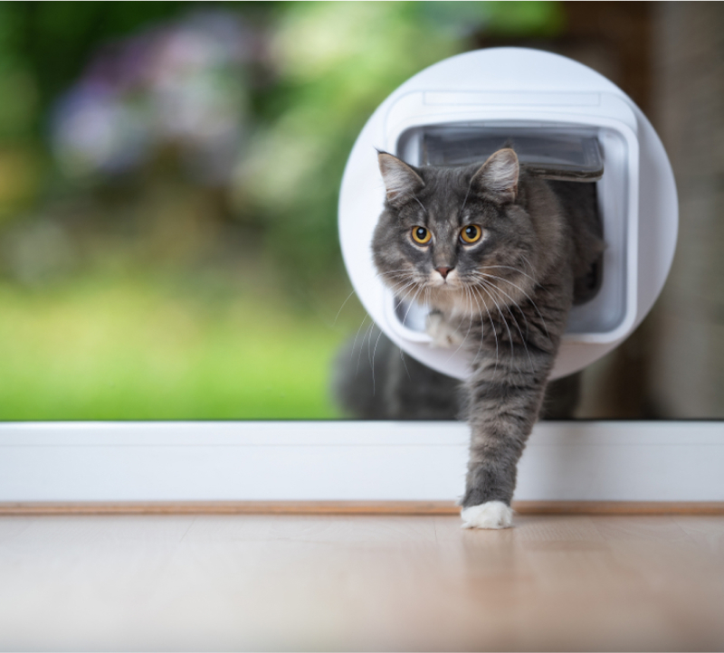 Glass-Pet-Doors-Melbourne