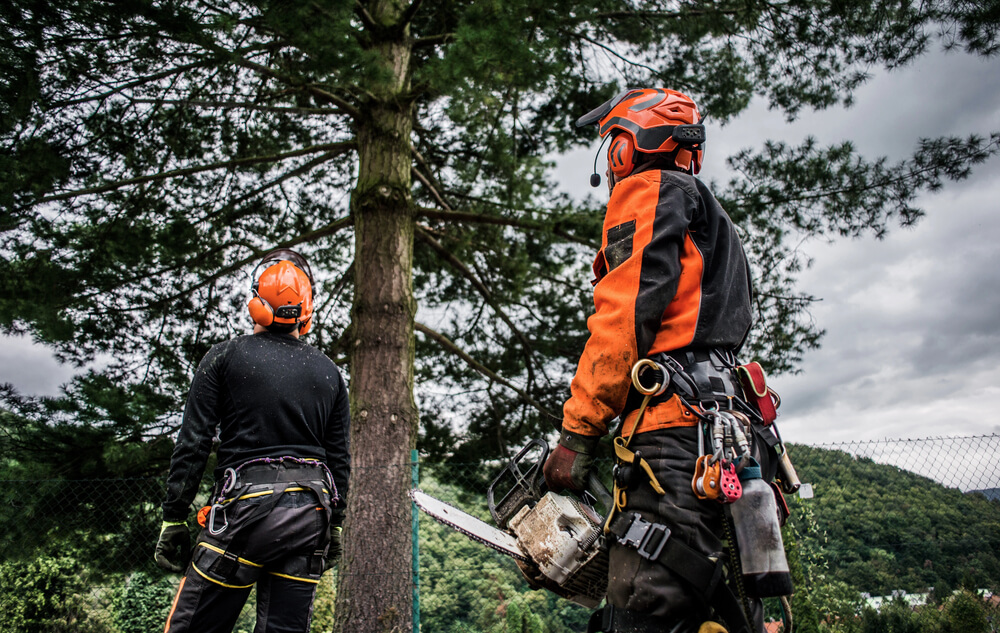 affordable-tree-removal-in-nottingham