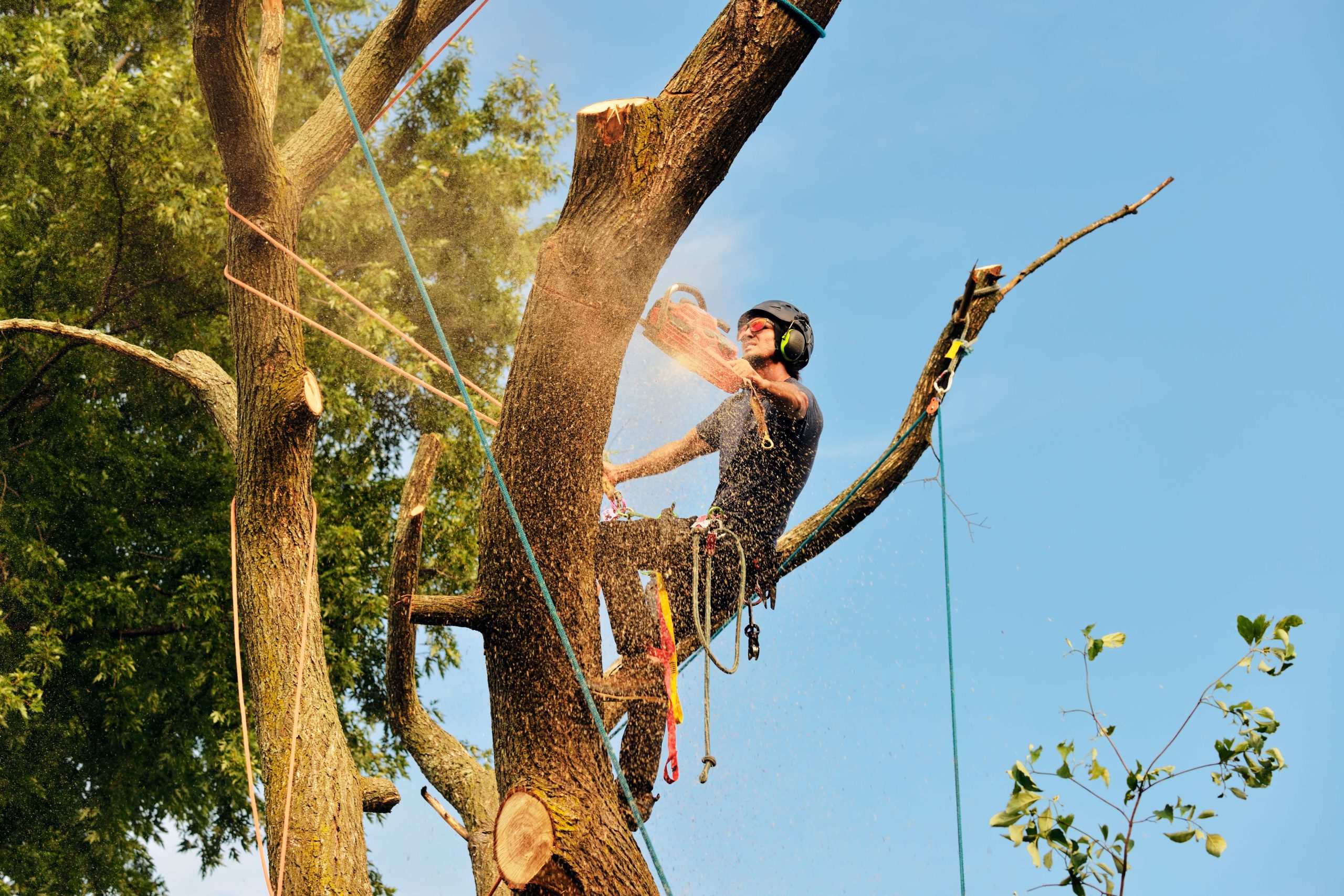 best-price-for-tree-removal-in-nottingham-1-scaled-1