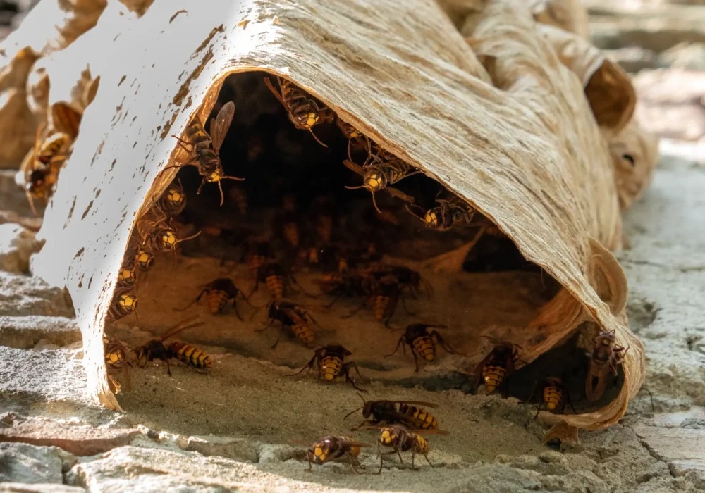 big-wasp-nest-old-wall-scaled-rlujbulxp7345jxjhcupwtbovx7ix09gawjvvomtzs