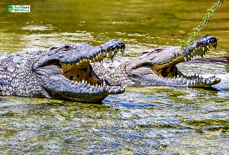 crocodaile