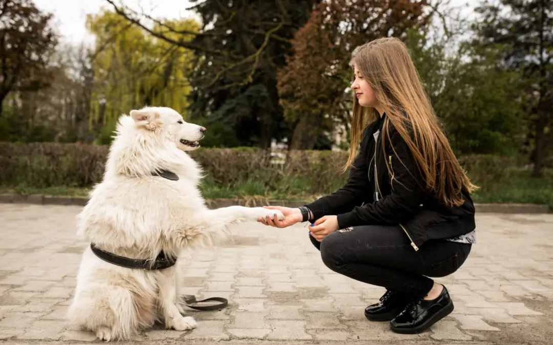 dog-socialization-training-1080×675-1