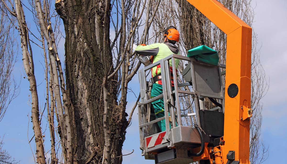 how-much-does-tree-pruning-cost-in-nottingham
