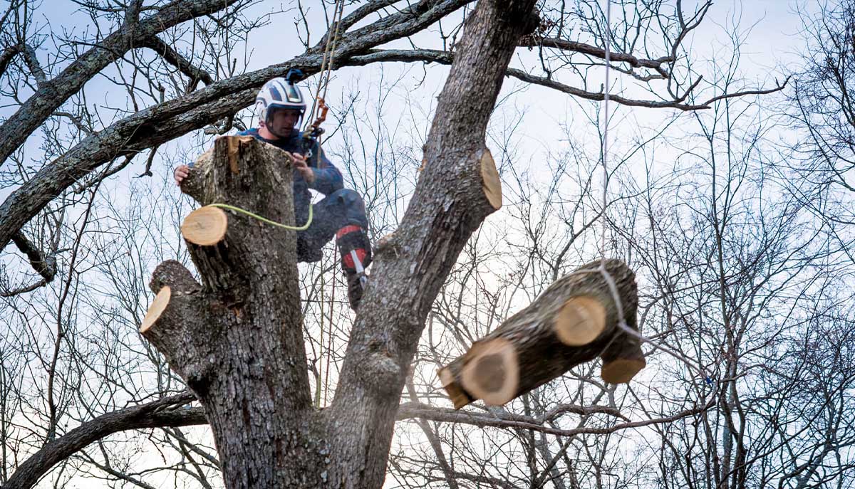 how-to-cut-down-a-tree-in-nottingham