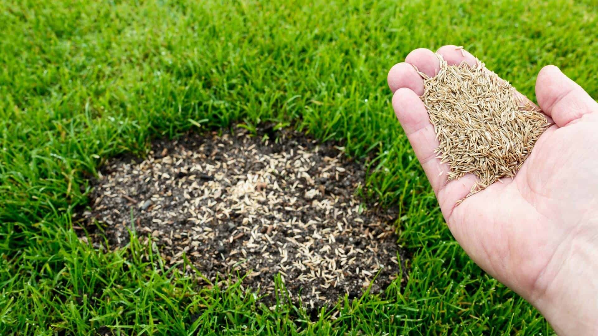 imgi_56_How-to-Reseed-a-Lawn