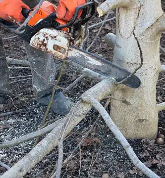 imgi_5_Improved-Tree-Shape-and-Structuree