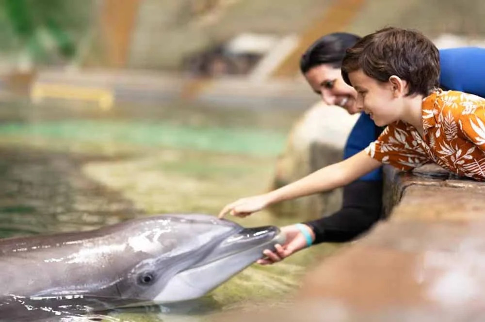 seaworld-dolphin-ecounter