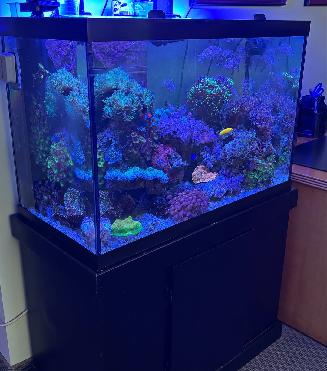 Coraltank