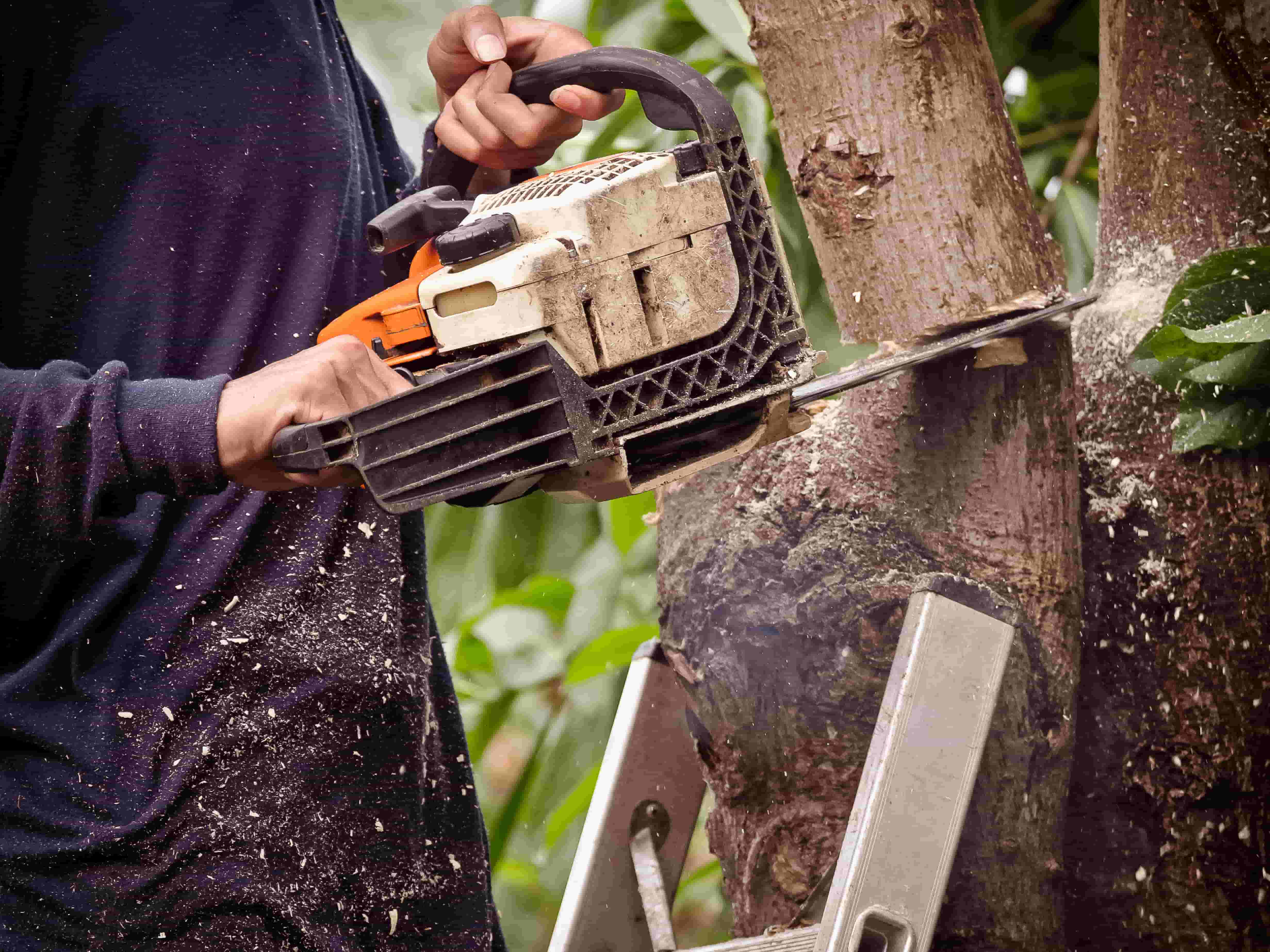 Landscape-Perrysburg-Tree-Service-perrysburg-1