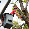 Saratoga-Springs-Tree-Service-Pros