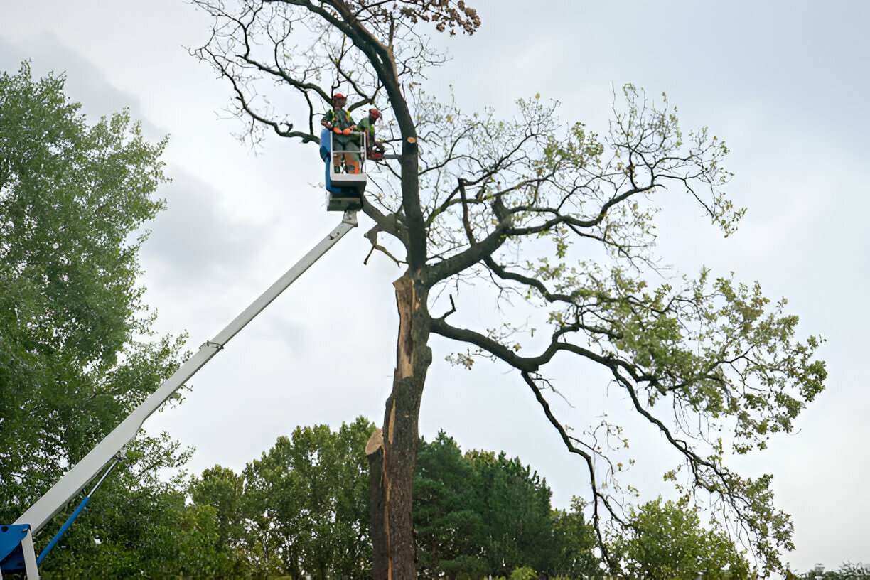 Tree-removal-service-for-Sydneys-North-Shore-Northern-Beaches-2-1