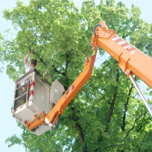 TreeTrimming4-1