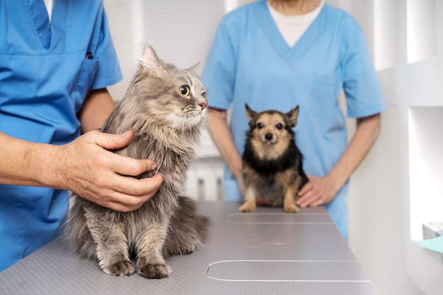 close-up-veterinary-doctor-takin-1