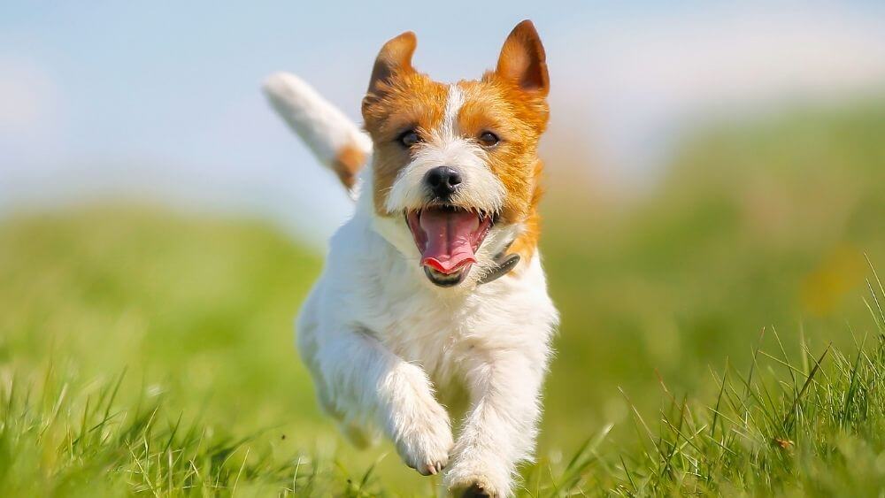 dog-animal