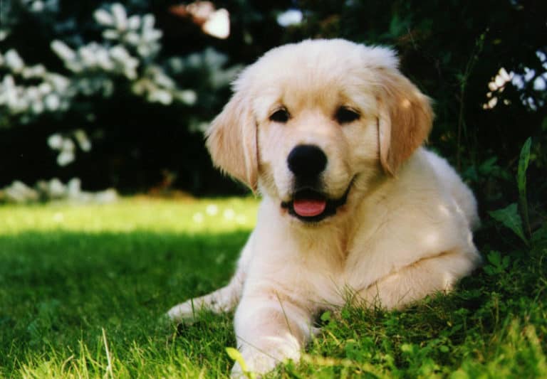 dog5-