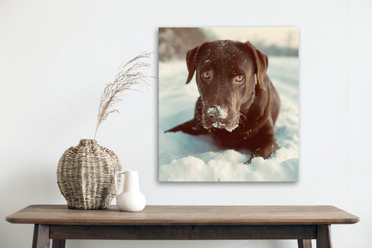 dogphotowallcanvasdecor