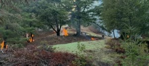 imgi_42_img01_FireFuelsReduction-300×134-1