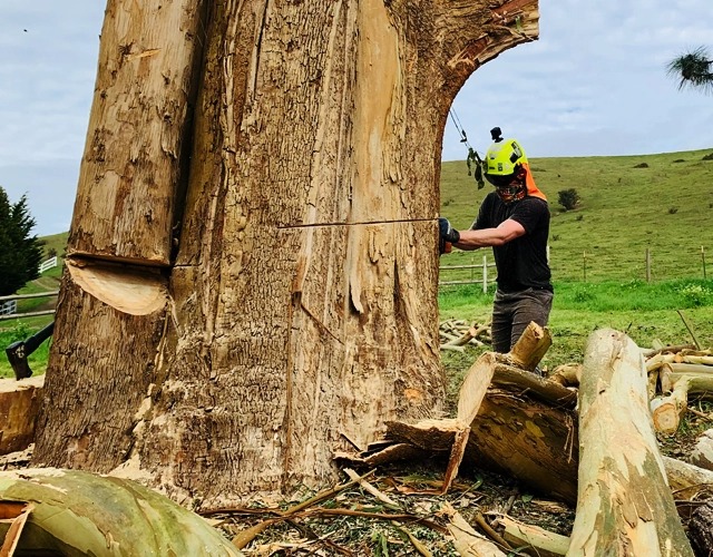 imgi_8_img_text03_TreeRemoval