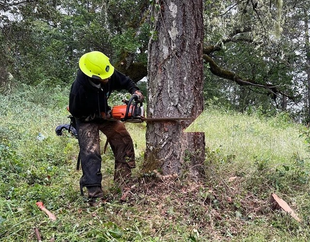 imgi_9_img_text04_TreeRemoval