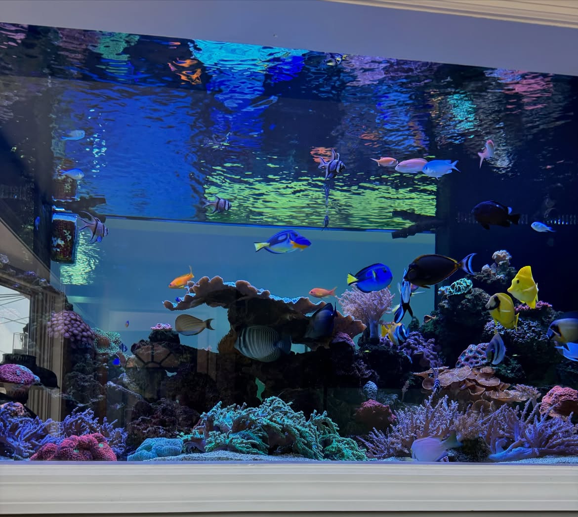 600-gallon-mixed-reef