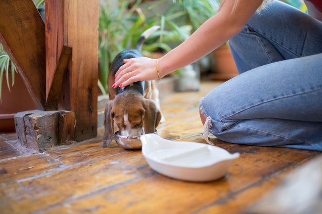 Dog-Training-Ann-Arbor-MI