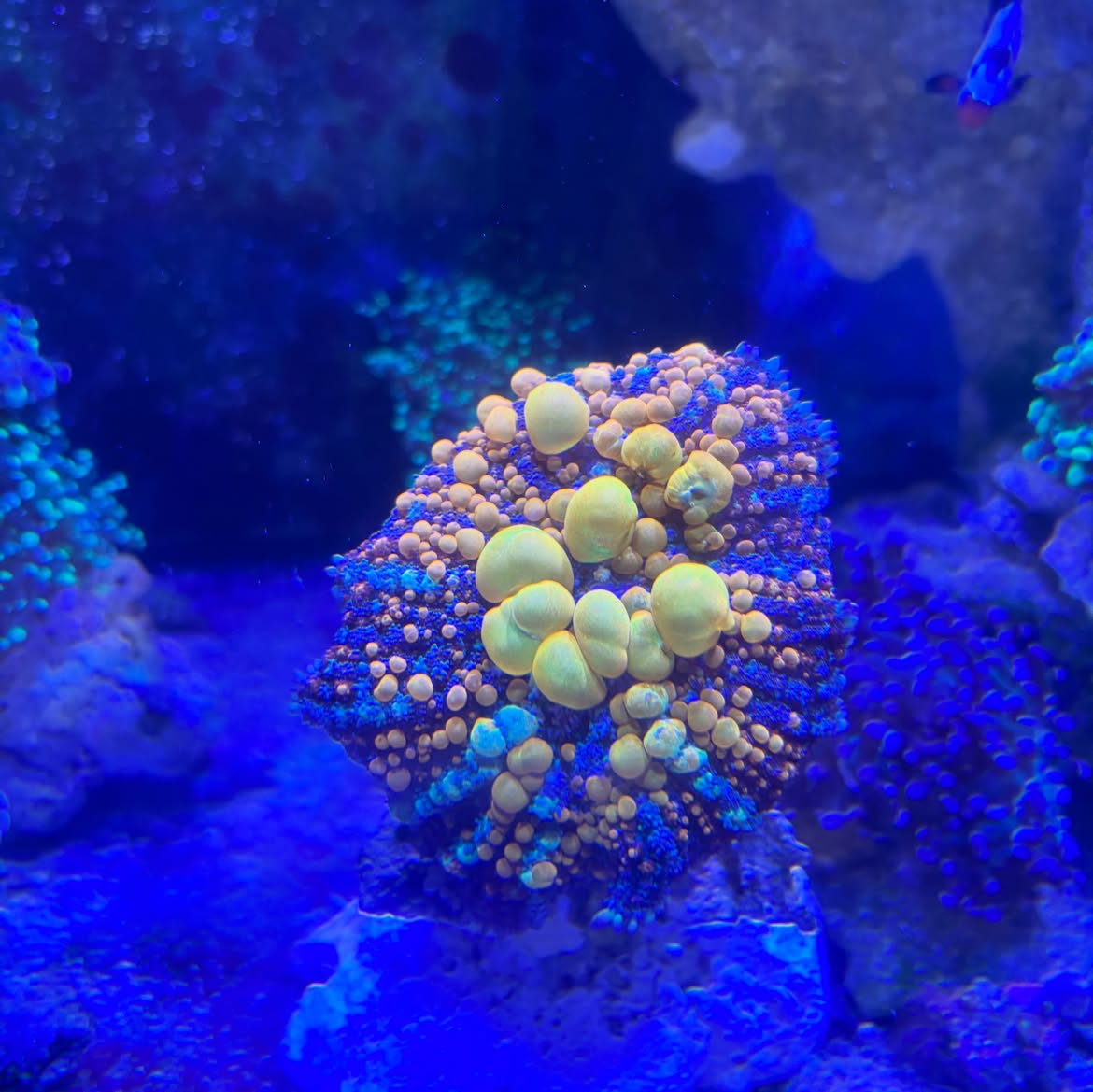 Haunted-reef