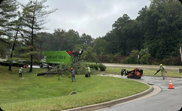 imgi_3_img_intro_TreeRemoval-2