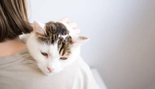 How-Professional-Home-Pet-Sitting-Reduces-Pet-Anxiety-and-Stress