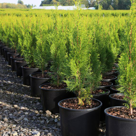 NurseriesGardening1