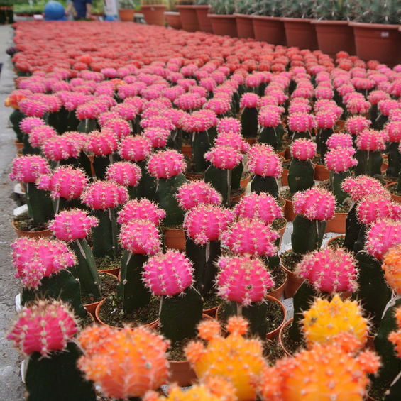 NurseriesGardening3