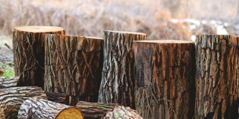 imgi_7_how-long-does-tree-removal-take-3-800×400-1