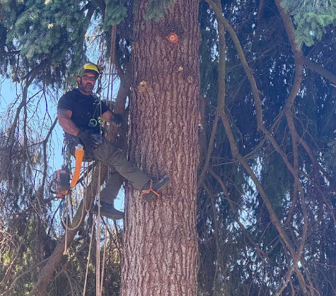 tree-services-vancouver-wa