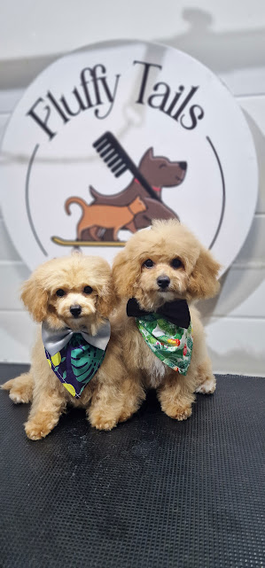 Professional-pet-groomers-Doha
