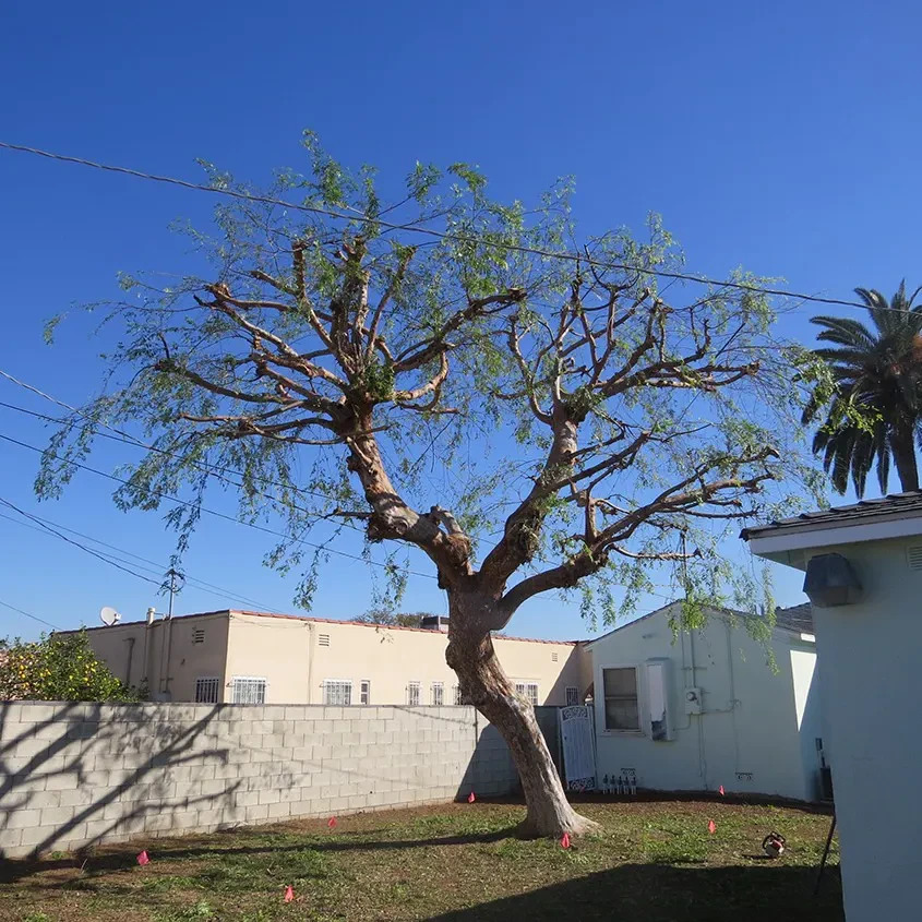 miami-tree-crew-20-20250630071747-72-20250723065747-80-1